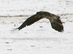 Eagles in St. George