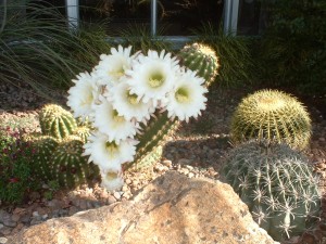 Cactus Blossoms at Best Western Coral Hills
